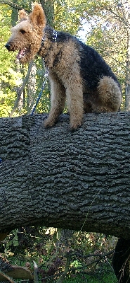 Airedale Terrier auf dem Baum