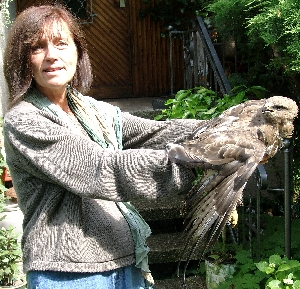 verletzter Greifvogel