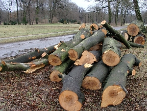 Gesunde B&auml;ume m&uuml;ssen weg