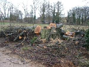Hier wurde ein gesunder Baum gef&auml;llt