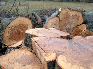 lauter krankes Holz -- oder was??????