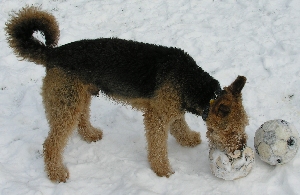Airedale spielt mit mit zwei B&auml;llen