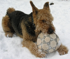 Airedal Terrier mit Fu&szlig;ball
