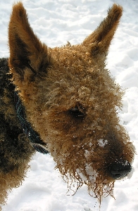 Airedale mit Stehohren