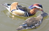 Enten-Gef&uuml;hle