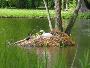 Schwanennest im Maschinenteich im Schlo&szlig;park Sanssouci