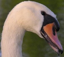 Portrait eines Singschwans