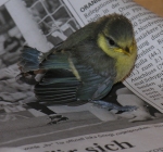 050627-132 Blaumeise liest Zeitung