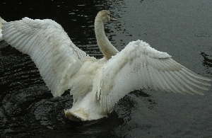 Jungschwan mit ausgebreiteten Fl&uuml;geln