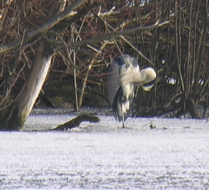 Gefiederpflege beim Graureiher auf dem Eis der Havel