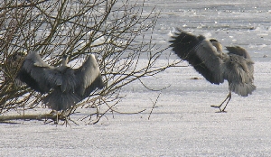 Reiher landet auf der zugefrorenen Havel in Potsdam