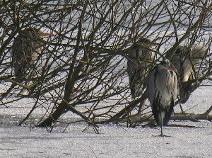 Reiher in Ufernähe auf einer kleinen Insel auf der Havel in Potsdam