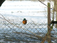 Eisvogel auf dem Zaun