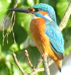 Eisvogel in Potsdam