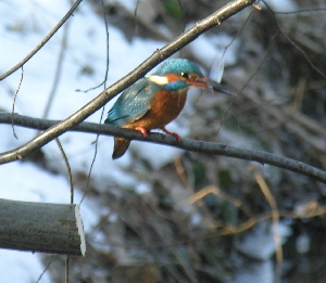 Eisvogel mit Beute im Schloßpark Sanssouci