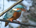 Eisvogel mit Fisch