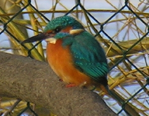Eisvogel  auf dem Ast, inzwischen verhungert