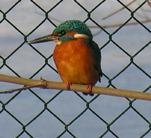 Eisvogel vor dem Zaun auf einem Zweig sitzend