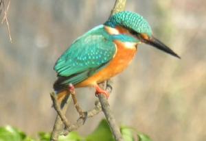 Eisvogel am Schafgraben in Potsdam