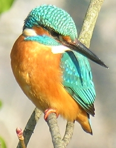 Eisvogel schaut nach Beute