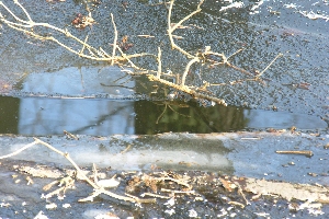 Eisfreie Stellke für den Eisvogel