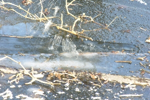 Der Eisvogel ist gerae verschwunden