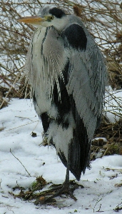 Reiher, frierend, inzwischen verhungert