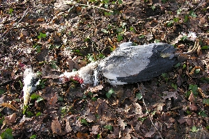 Toter Reiher, von freilaufenden Hunden gerissen