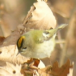Goldh&auml;hnchen, der kleinste europ&auml;ische Singvogel