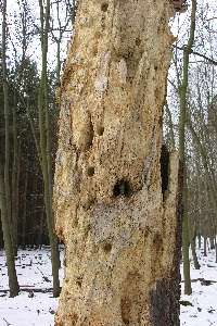 Lebensraum - toter Baum