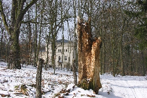 Toter Baum und dahinter die Hegemeisterei im Wildpark in Potsdam