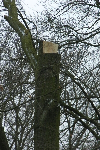 060311-Baum023
