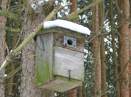 Im Wildpark bei Potsdam im monotonen Kiefernwald