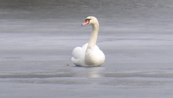 verletzter schwan auf dem Eis