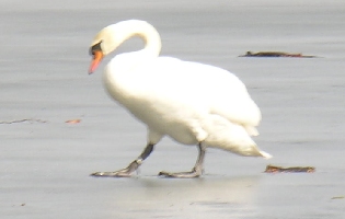 verletzter schwan auf dem eis