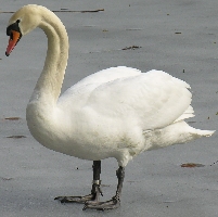 schwan