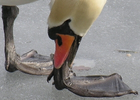 060328Schwan024