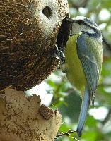 Blaumeise an Kokosnuss