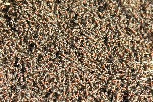 Rote Waltameisen tanken Sonne am 2,4,2006