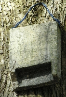 Fledermauskiste aus Beton an einer Kiefer