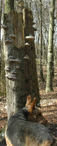 Pilzbaum und Airedale