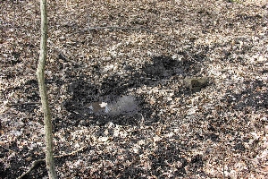 Wildschwein-Suhle