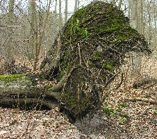 Wurzelteller