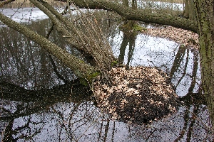Umgekippter baum