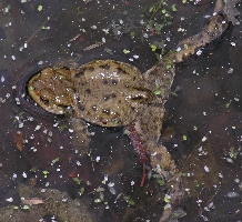 060403-136-breitePadde