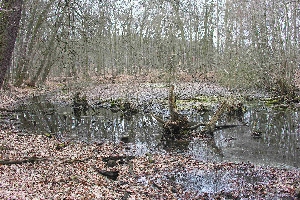 Kleiner Teich
