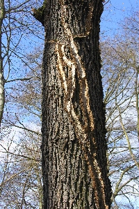 Eiche mit Abri�spuren des Efeu