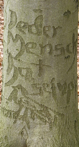Schitzerei an einer Buche in Potsdam