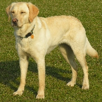 Labrador