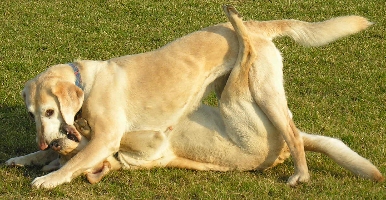 Friedliche Balgerei um einen Tennisball, zwei mal Labrador